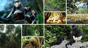 Parc national de Cuc Phuong : Immersion dans la nature vietnamienne