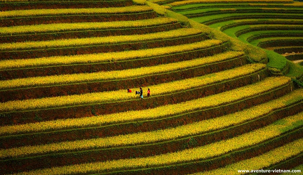 mu-cang-chai