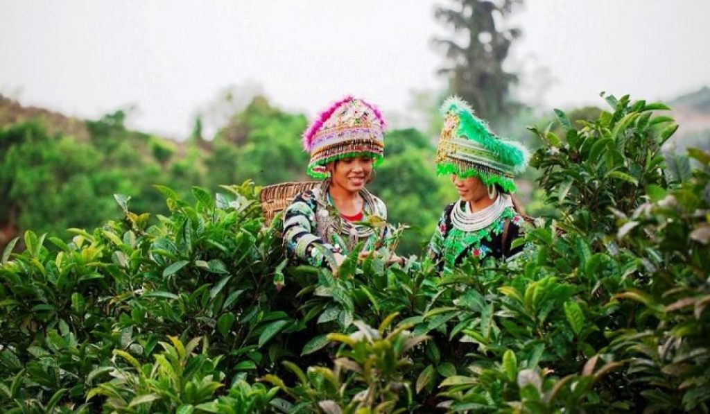 Thé Shan tuyet 2 rizières en terrasse 