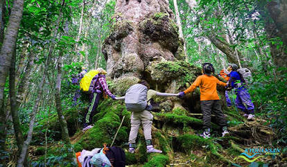 parc Chu Yang Sin