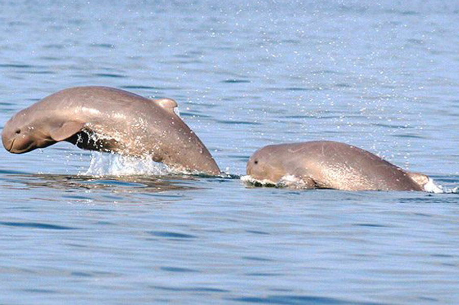 dauphins à distance laos