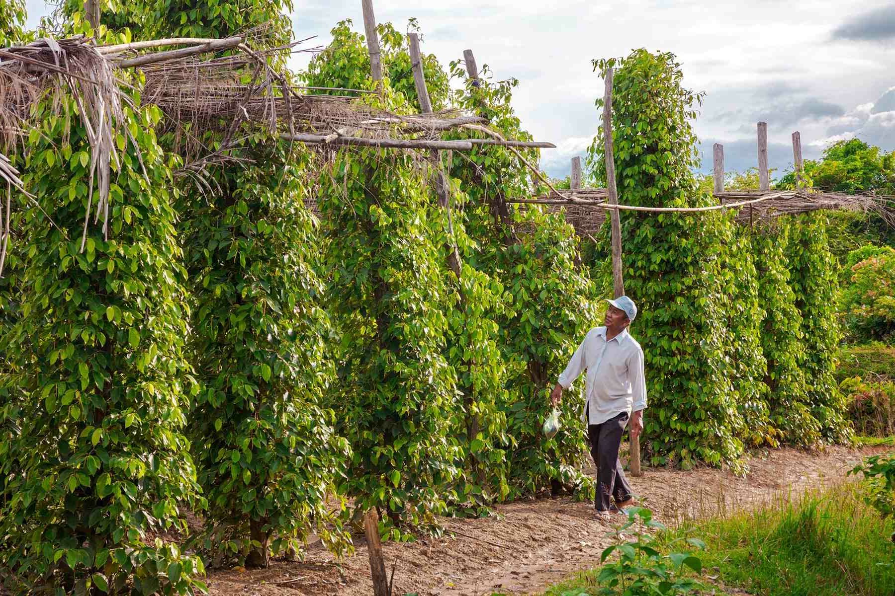 la plantation de poivre de Kampot