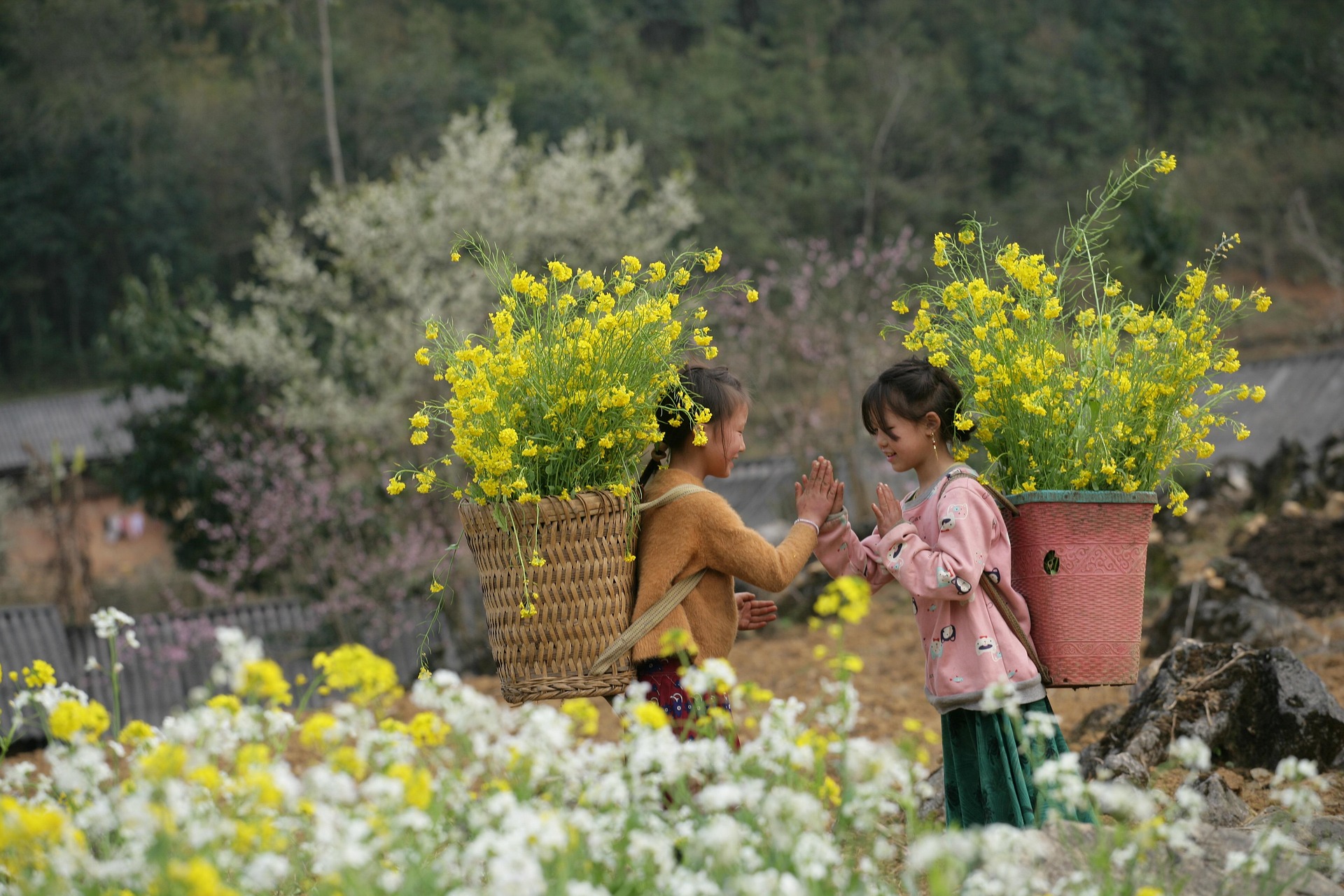 Ha giang, Vietnam, Plateau rocheux