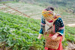 vietnam rural