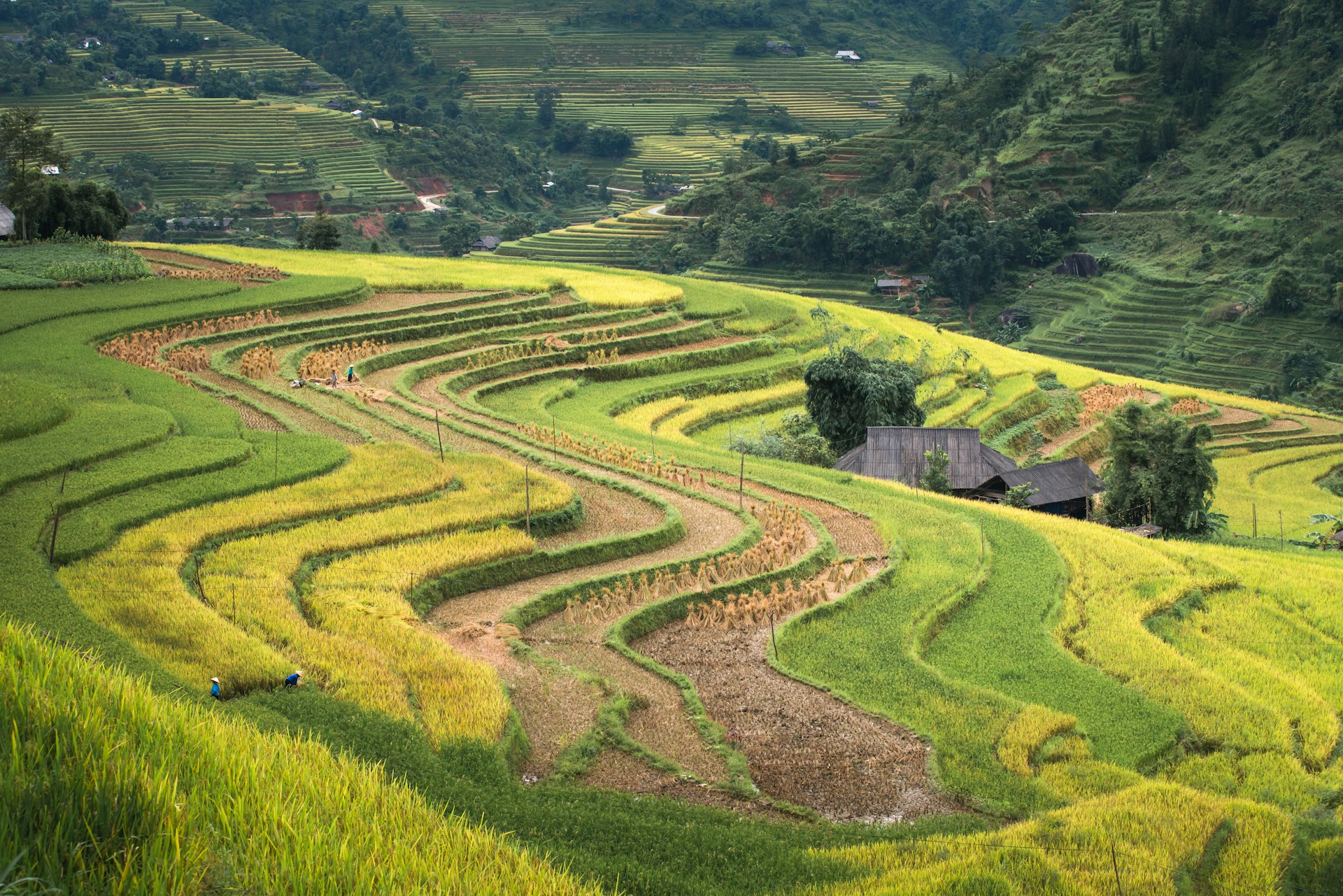 Belles rizières vietnamiennes