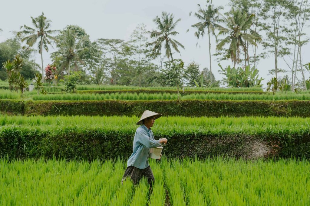agriculture locale au vietnam