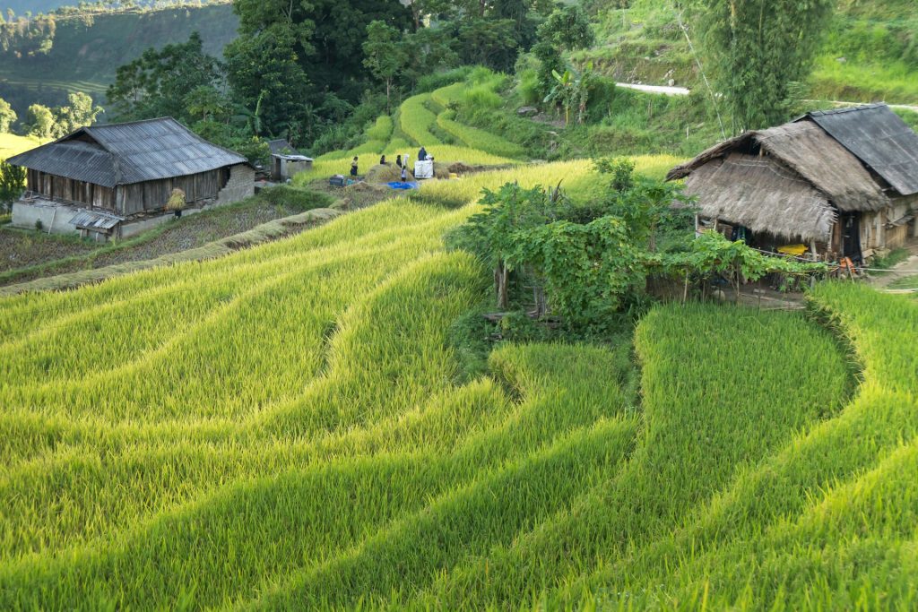 Top des meilleurs lieux pour voir les rizières au Vietnam et ses paysages naturels