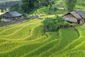 Top des meilleurs lieux pour voir les rizières au Vietnam et ses paysages naturels