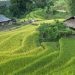rizières au vietnam