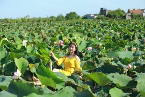 lotus vietnamien
