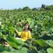 lotus vietnamien