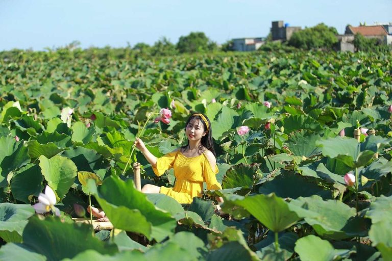 Lotus vietnamien : symbole de beauté et de traditions ancestrales
