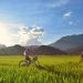 Mai Chau Vietnam