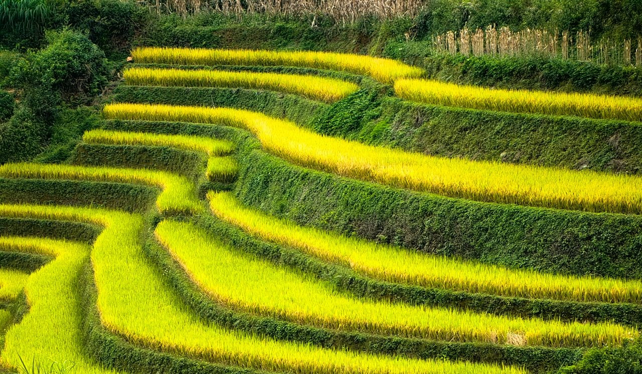 Rizière Pu Luong Vietnam