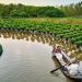 histoire du vietnam