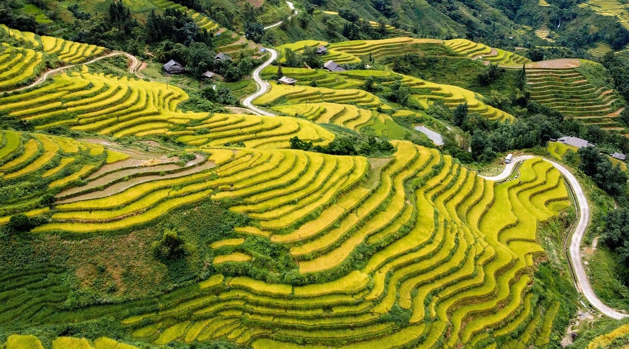 rizières en terrasses de Hoang Su Phi