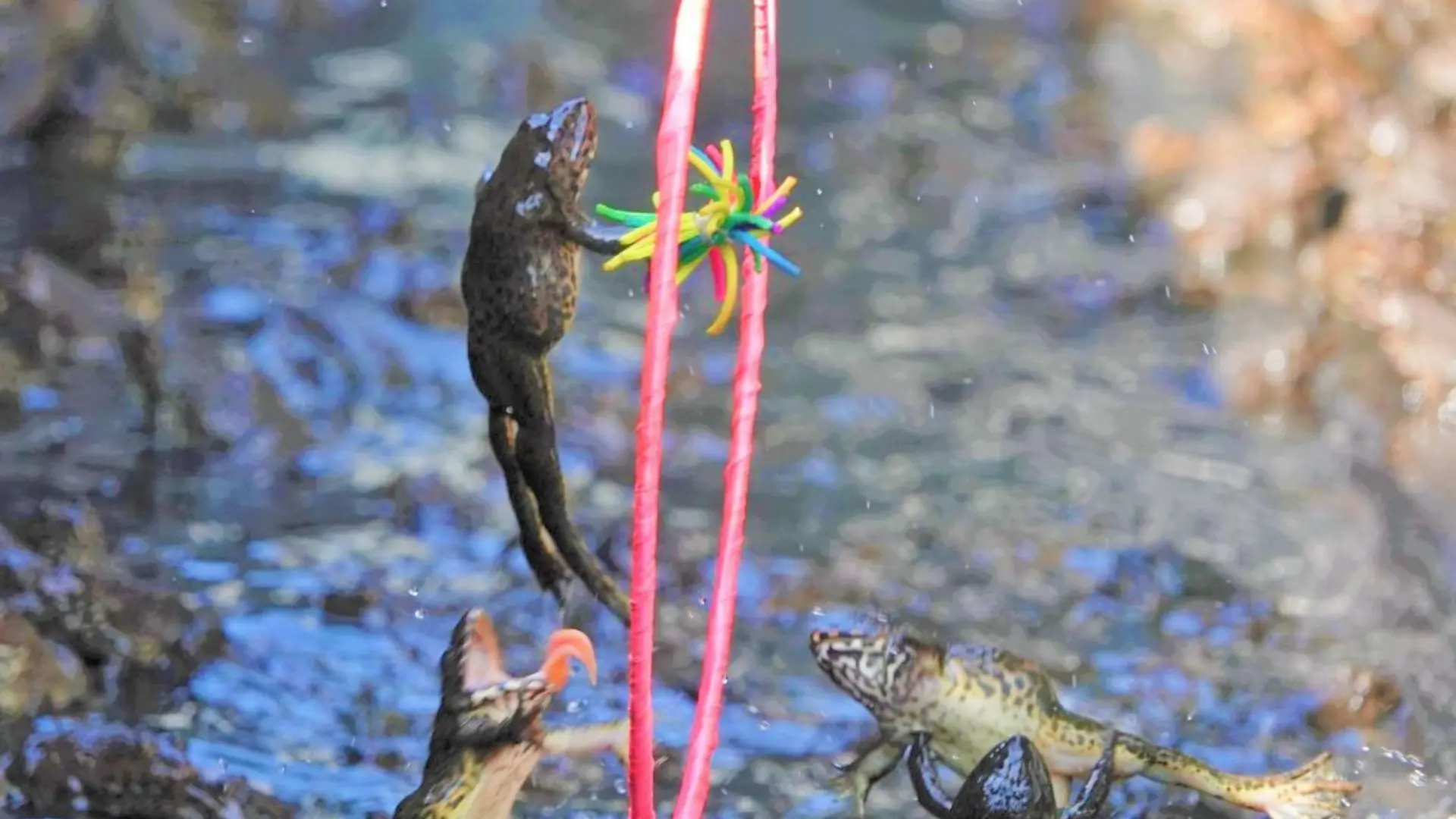 Cirque de grenouilles, nouveau modèle touristique sur l'île de Con Son, à Can Tho.