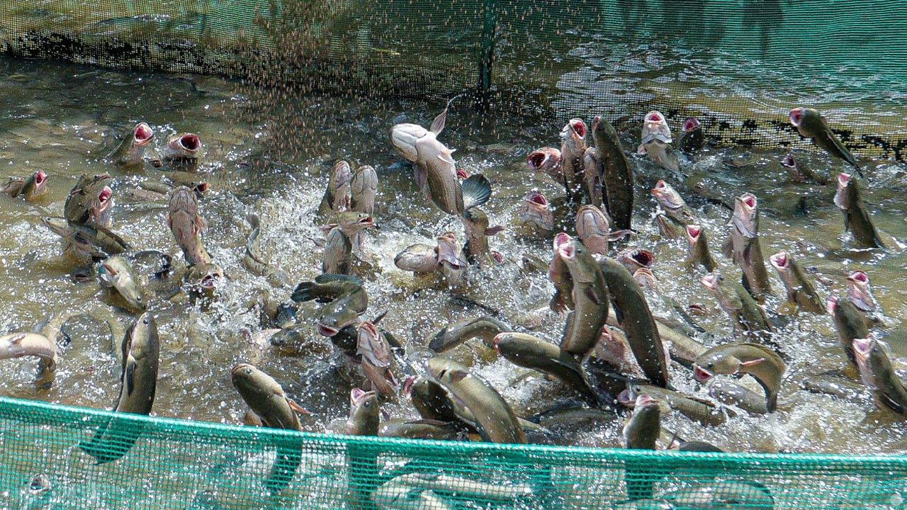 Le spectacle « Poisson volant » sur l’ile de Con Son, Can Tho 