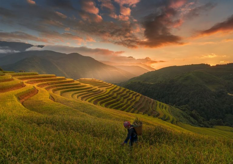Riziculture au Vietnam : régions, étapes, saisons et traditions du riz