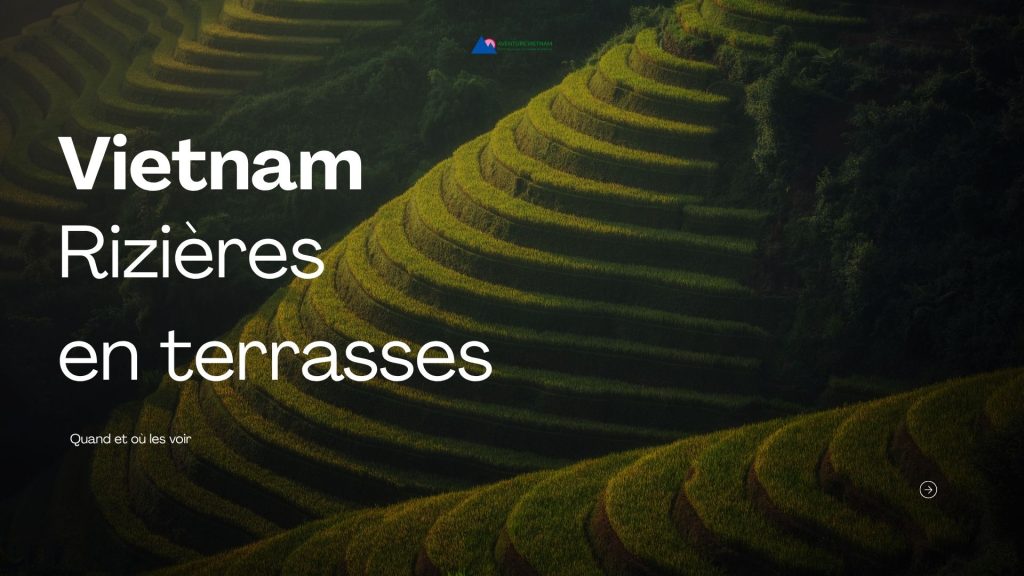 Rizières en terrasses du Vietnam : quand et où les voir