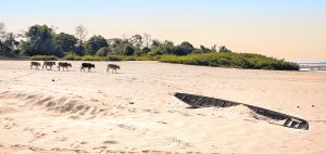 Bateau et buffles sur la rive de Don Daeng