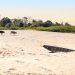 Bateau et buffles sur la rive de Don Daeng
