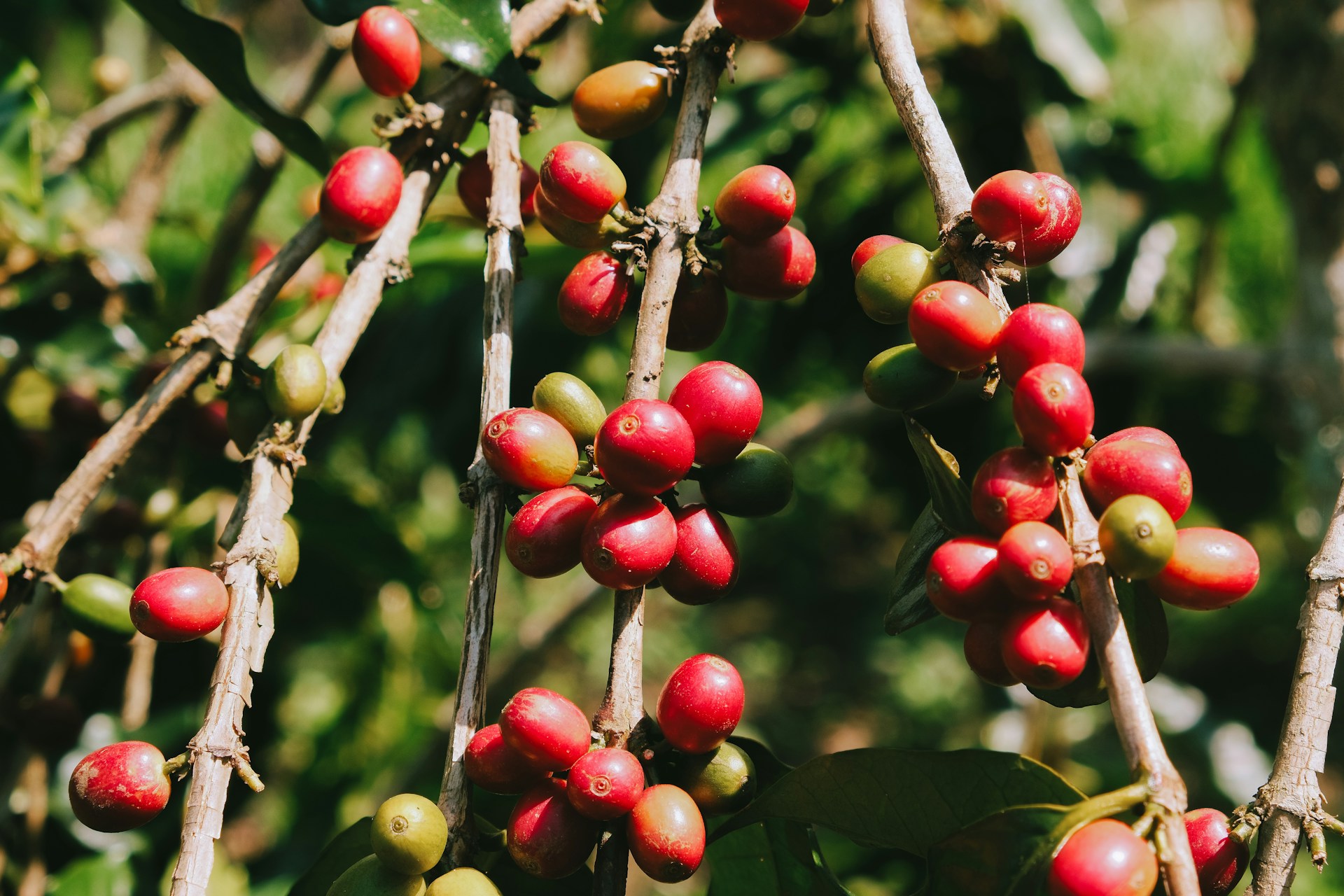 Cerises rouges sur un caféier
