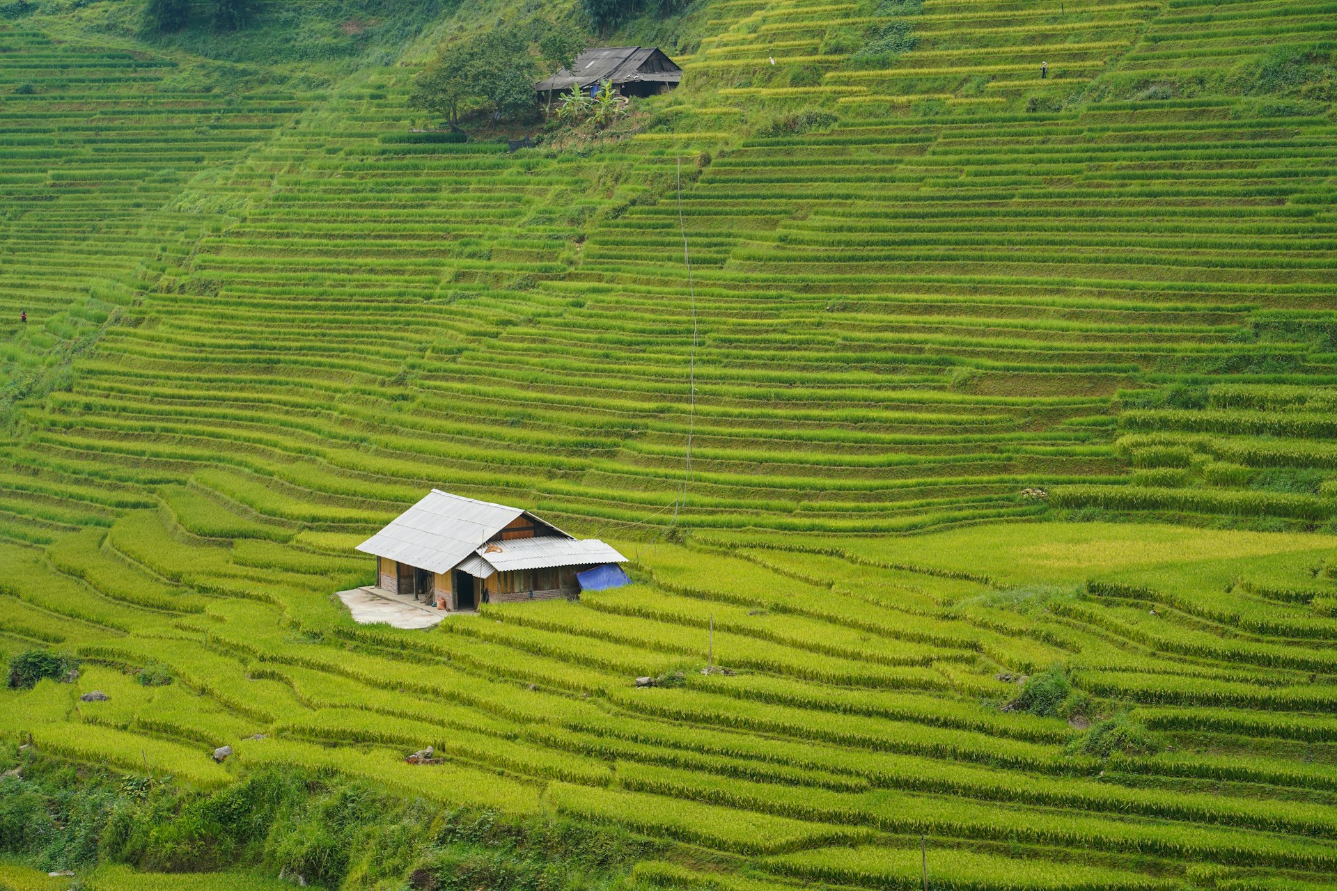 Rizières en terrasses de Sapa avant la récolte