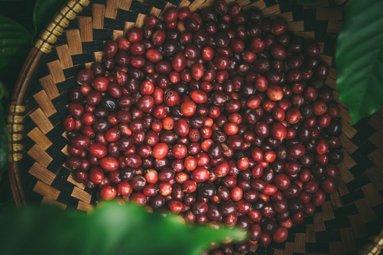 Cerises de café de Buon Ma Thuot