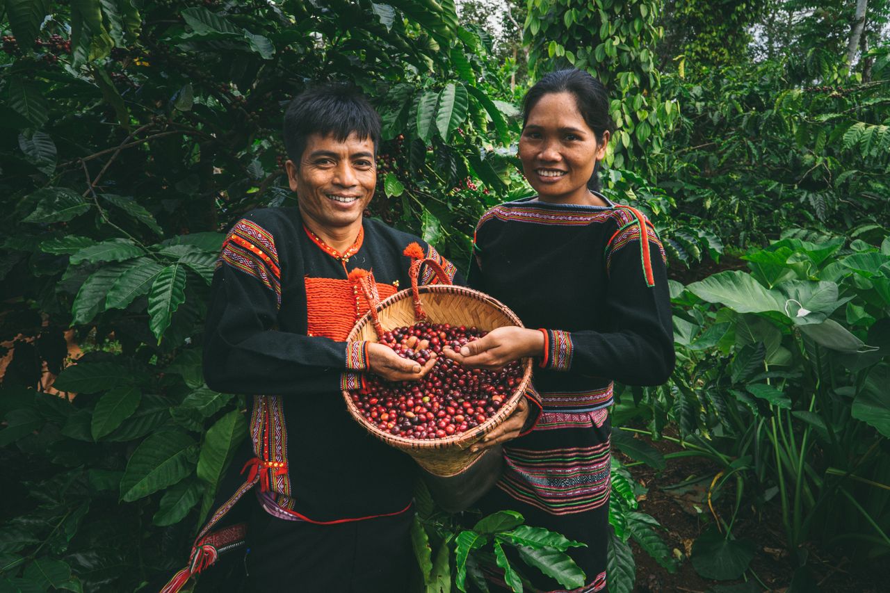 Récolte du café à Buon Ma Thuot