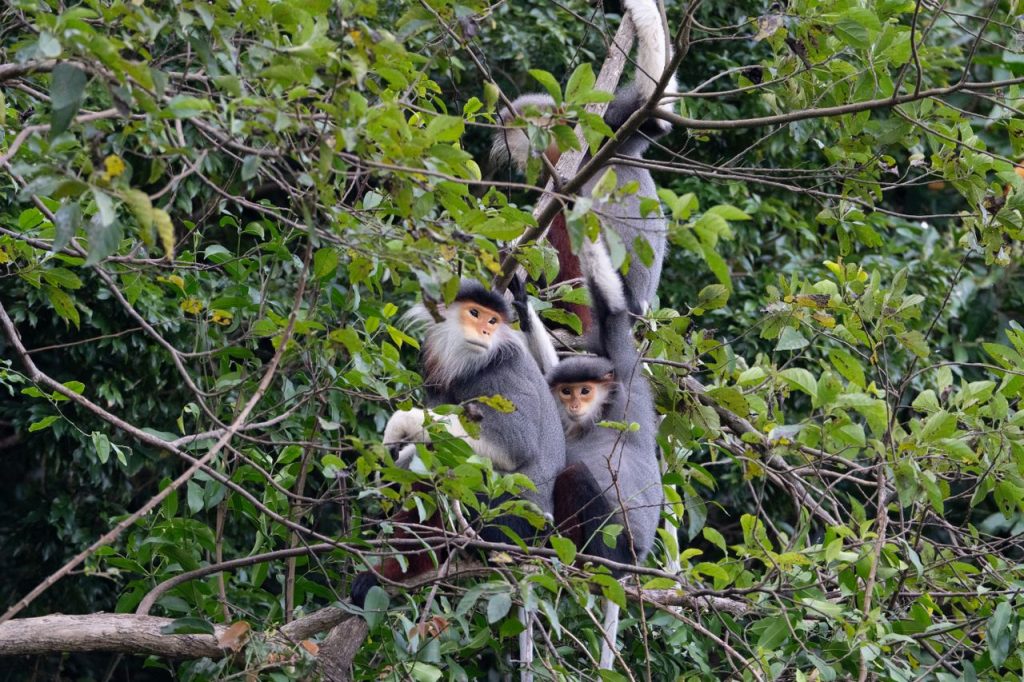 La faune au Vietnam : quels sont les animaux emblématiques du pays ?
