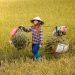 femmes vietnamiennes
