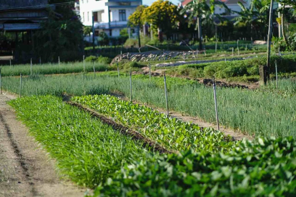 Jardins maraîchers verdoyants