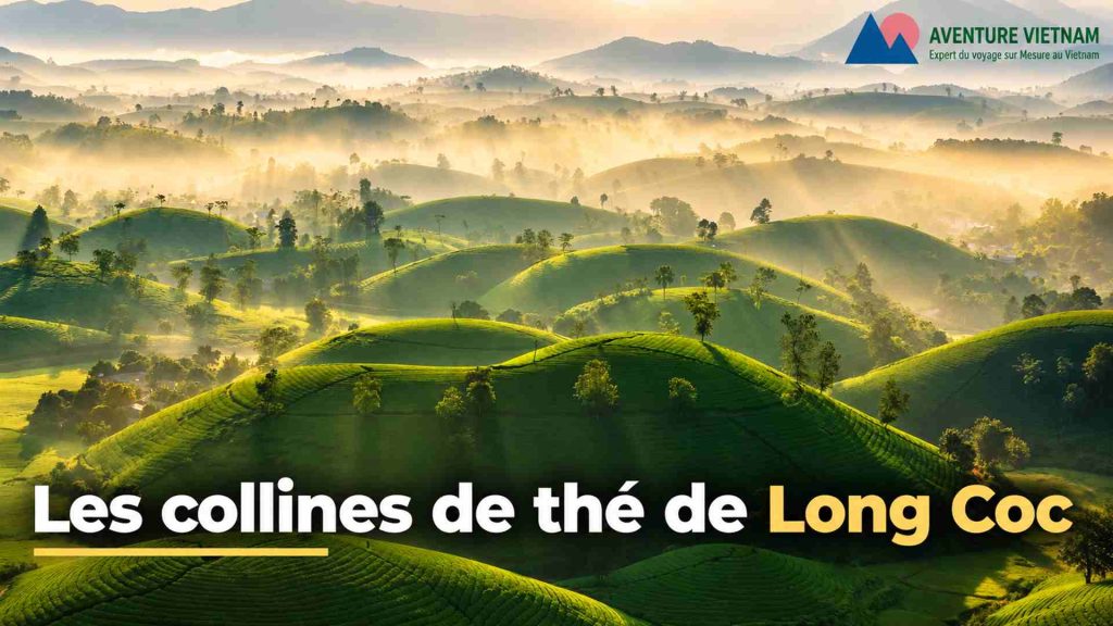 Les collines de thé de Long Coc : paysages, traditions et rencontres locales