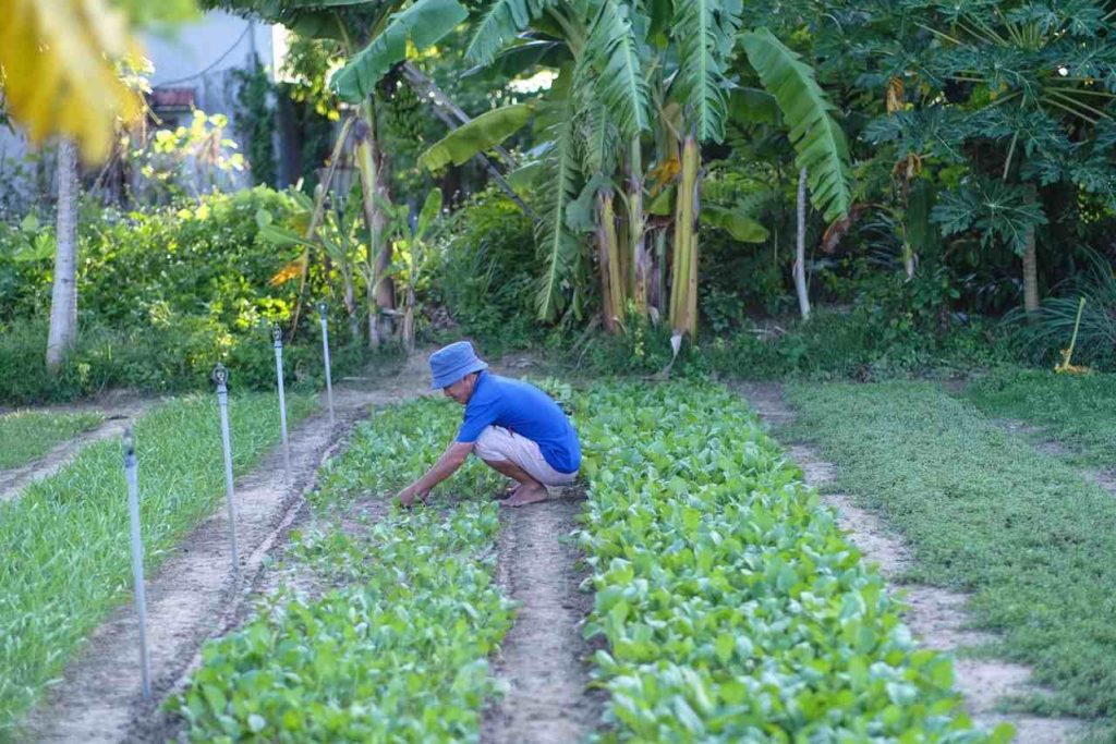 Maraîcher entretenant un potager
