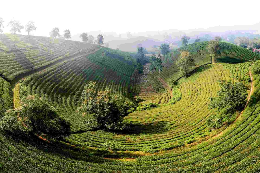 Plantations de thé de Long Coc