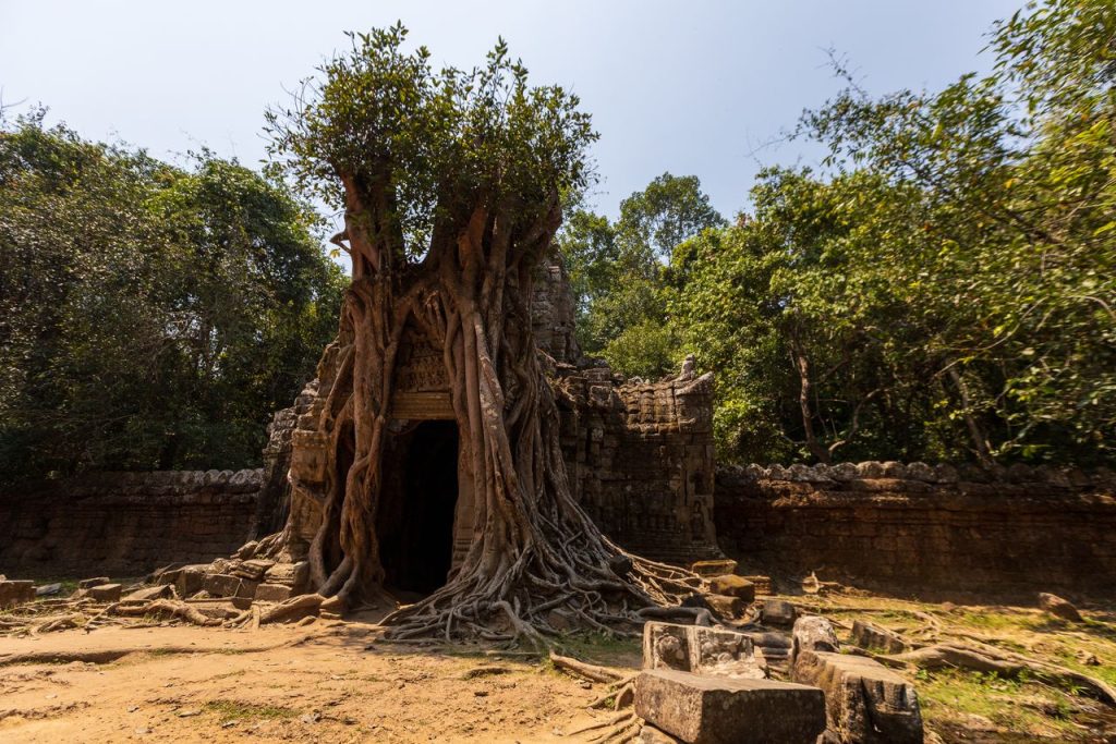 Racines géantes enlacées aux ruines du temple de Ta Prohm au Cambodge