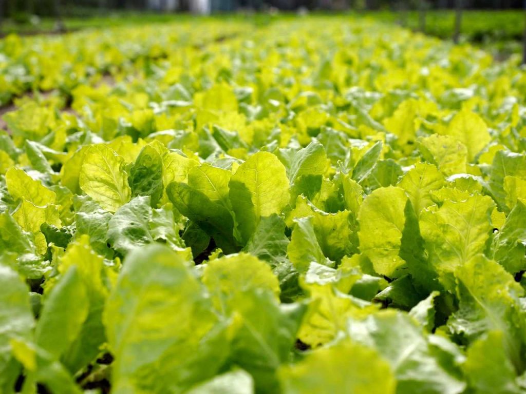 Rangées de laitues vertes
