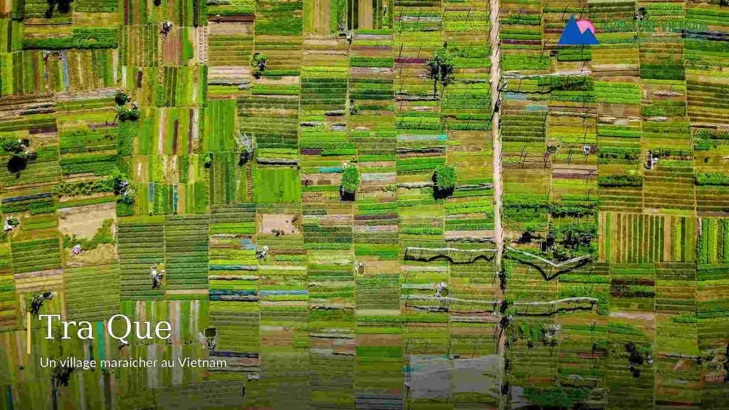 Tra Que au Vietnam : un village maraîcher entre traditions agricoles et tourisme durable