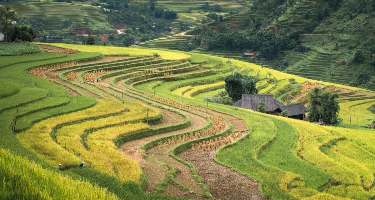 Belles rizières vietnamiennes