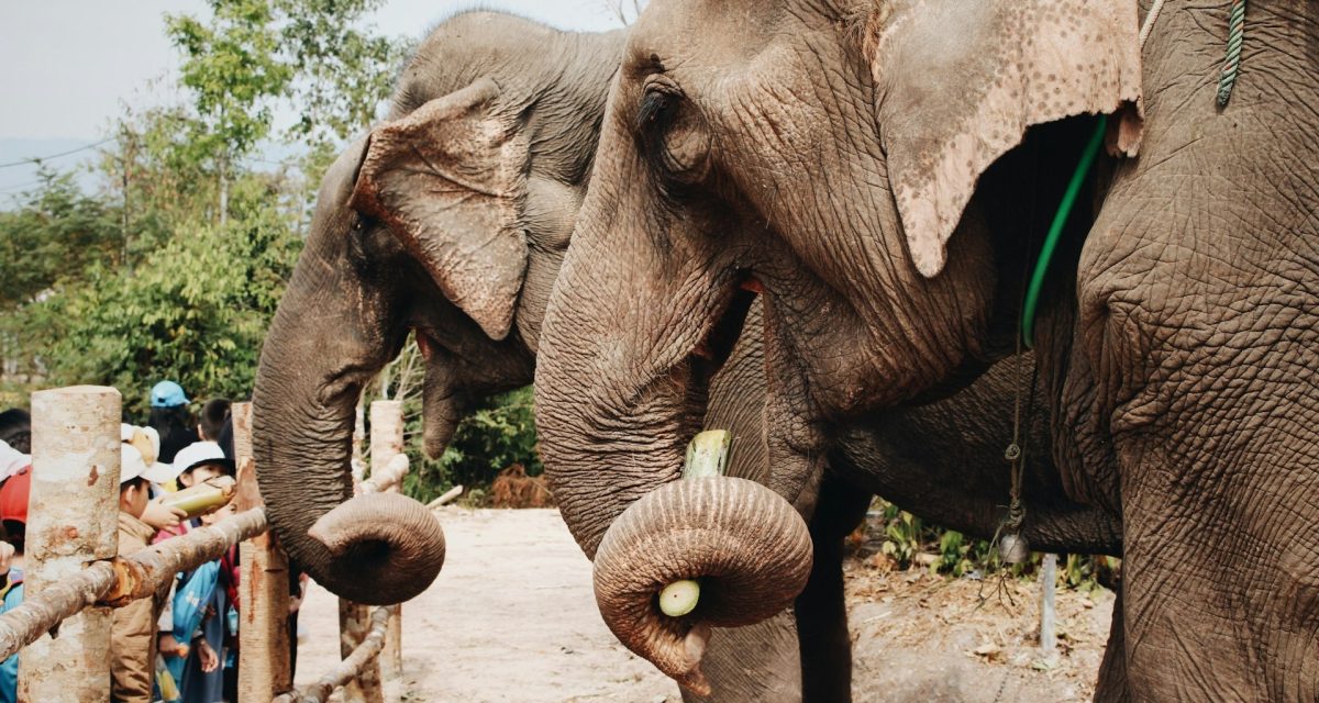 Éléphants au laos