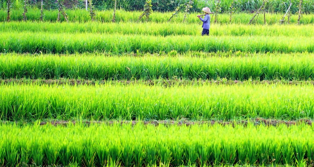 Quang Nam et les campagnes autour de Hoi An