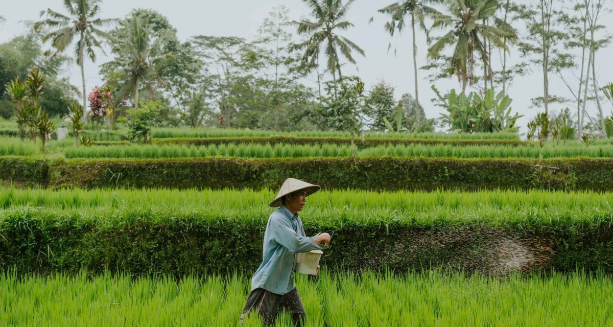 agriculture locale au vietnam