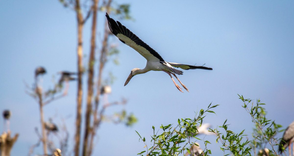 Jardin des cigognes de Tan Long
