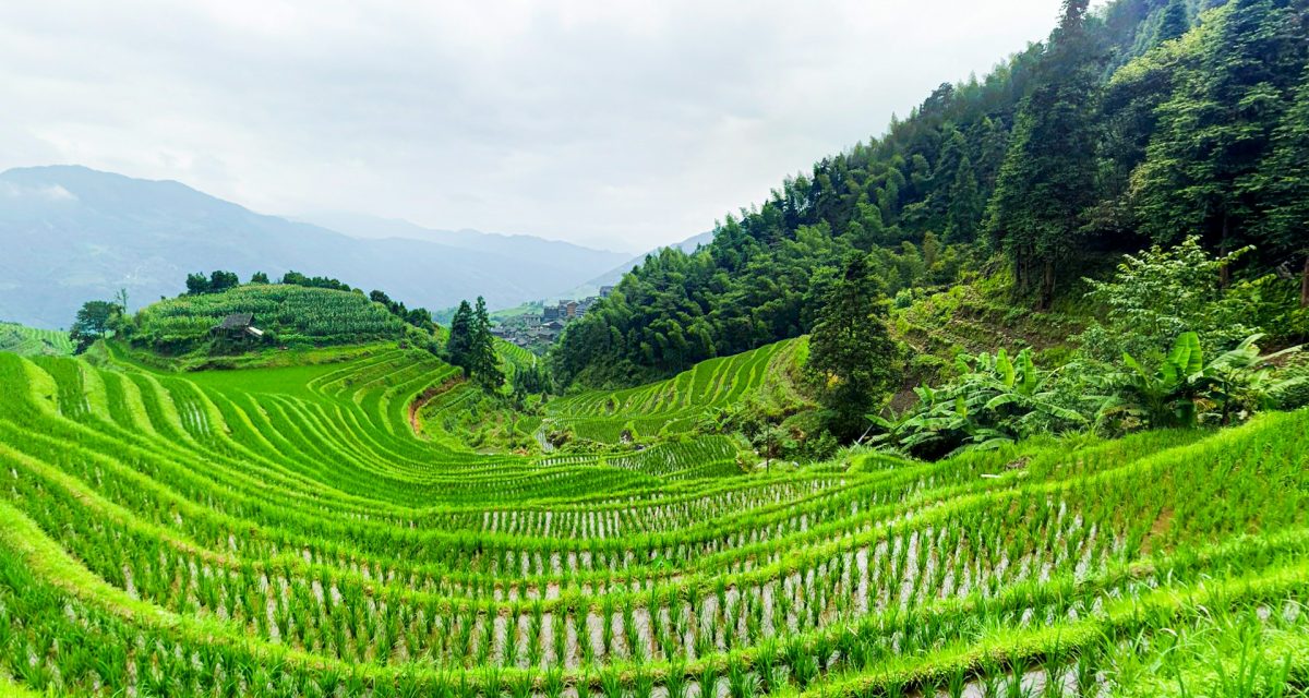 meilleures saisons pour voir les rizières au Vietnam