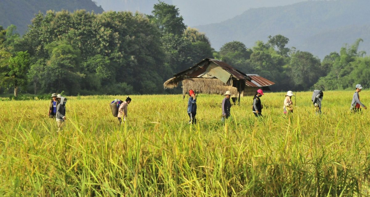 plantation riz au laos