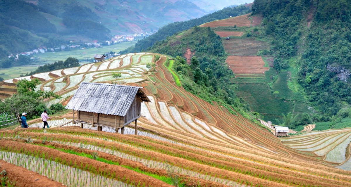 AVT rizières nord vietnam rizières nord vietnam