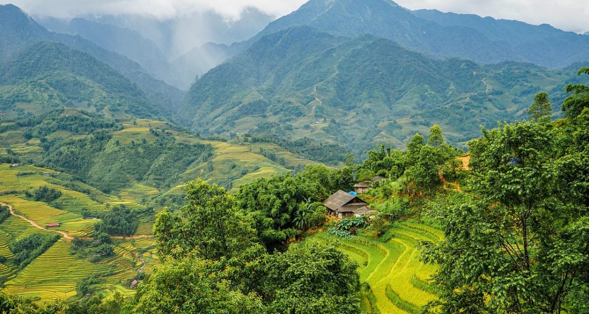 rizières spectaculaires au vietnam