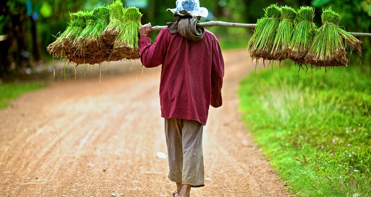 La riziculture façonne encore largement les paysages et la vie rurale autour de Battambang.