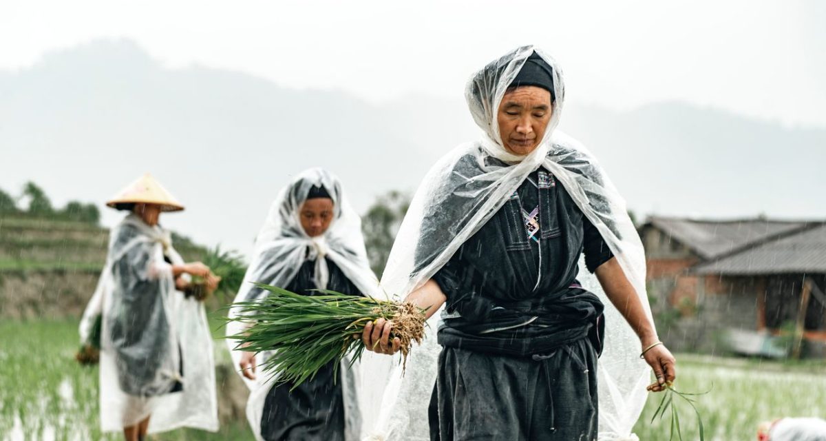 Agriculteurs et rizières de Ha Giang